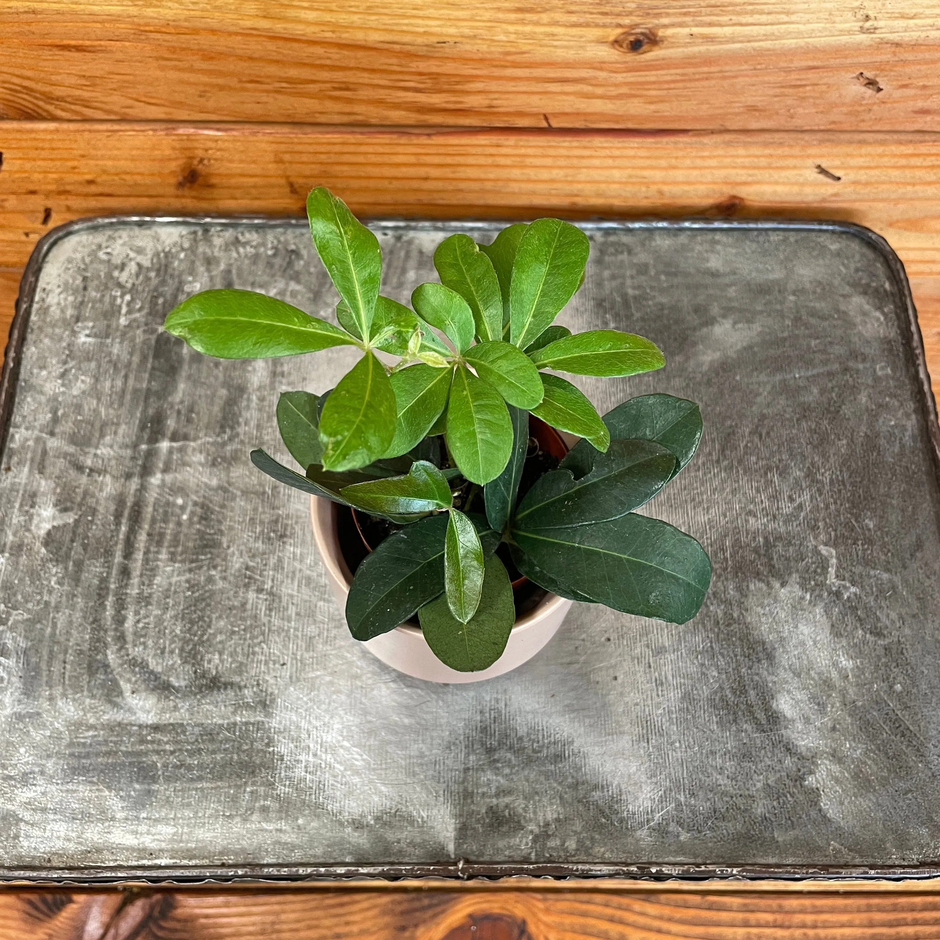 Cissus Digitata Mystic Ivy, 2" Plant